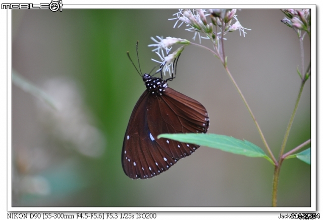NIKON AF-S 55-300mm F/4.5-5.6G ED VR新手試拍照