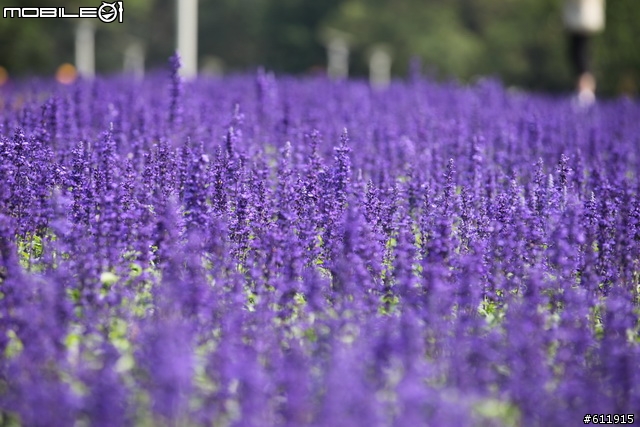 2010/11/09(二)逛花博