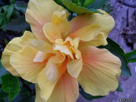 隨意種   .. 花園