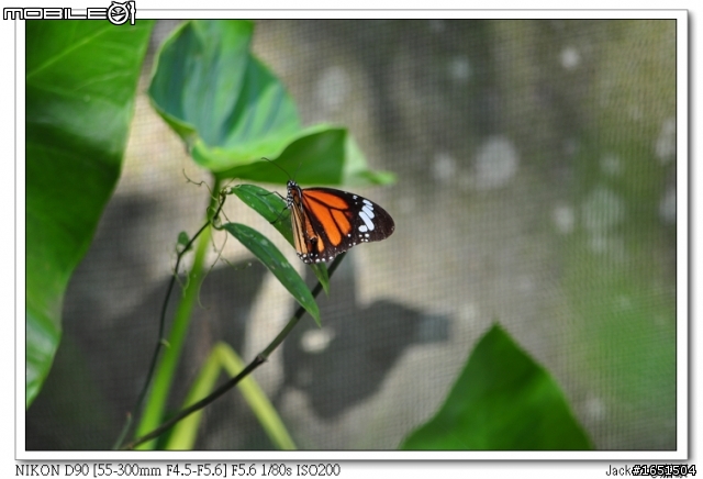NIKON AF-S 55-300mm F/4.5-5.6G ED VR新手試拍照