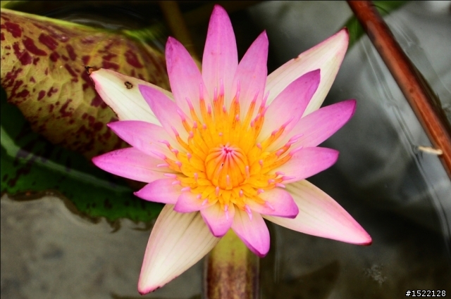 D90 獵攝花博