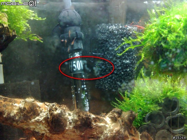 請教大家~蝦缸裡缸壁上白點點是什麼??