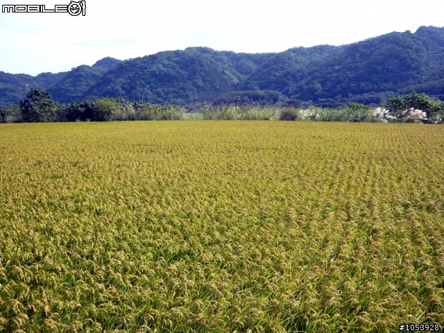 楓葉隧道-石門水庫