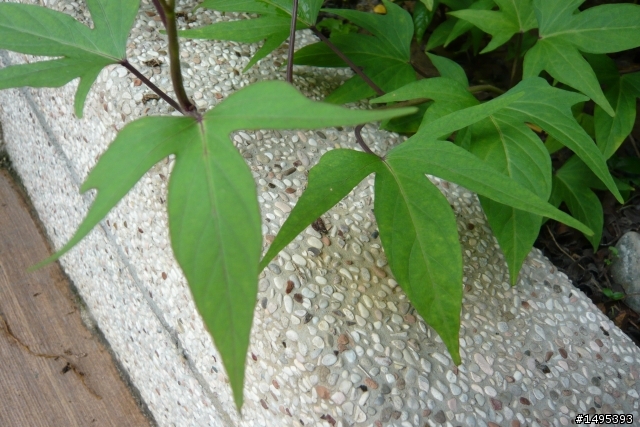 地瓜葉品種