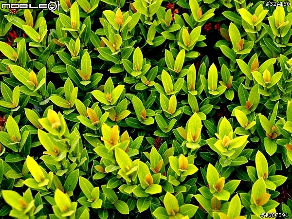幫忙來蓋樓[元素的對比]