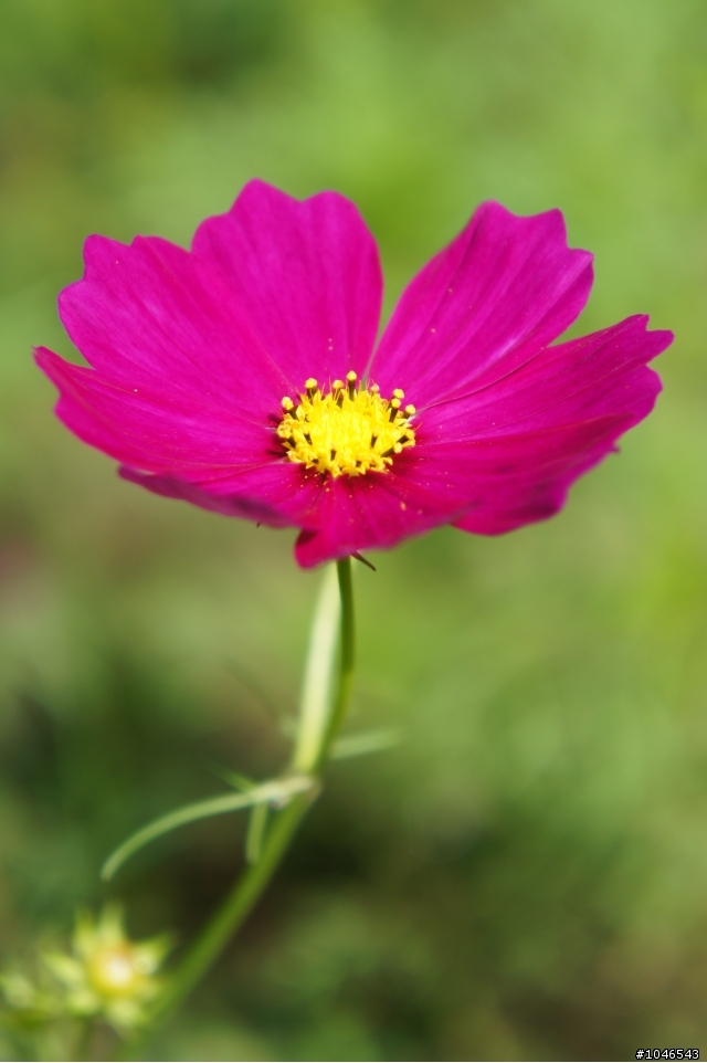 NEX 5 kit 18-55mm 打小花~