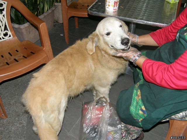 左營有一隻黃金獵犬在流浪(or被拋棄!!)