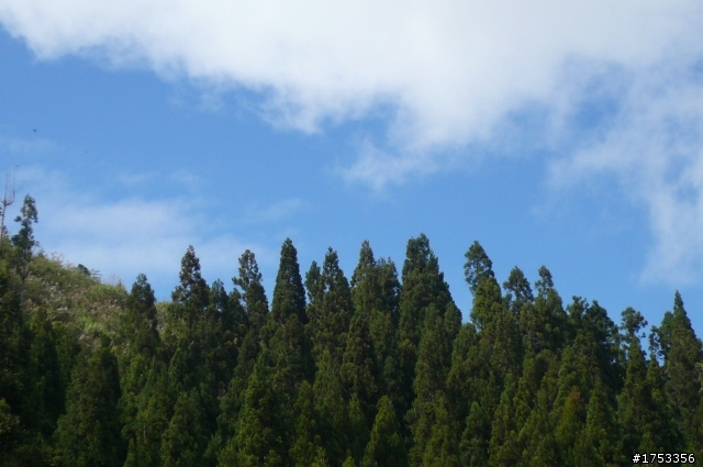 雪見攻略 雲海 雲瀑 樹林