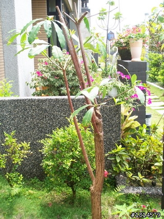 小小庭院‧大變身