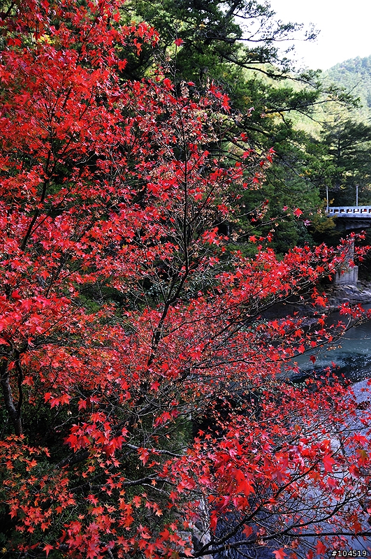 繽紛秋色 福壽山‧武陵農場