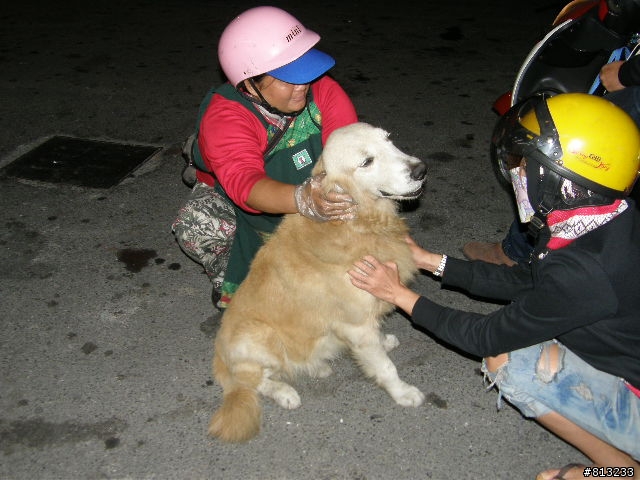 左營有一隻黃金獵犬在流浪(or被拋棄!!)
