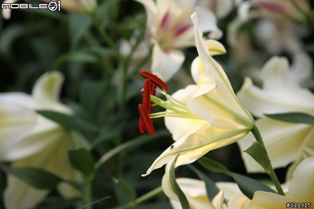 2010/11/09(二)逛花博