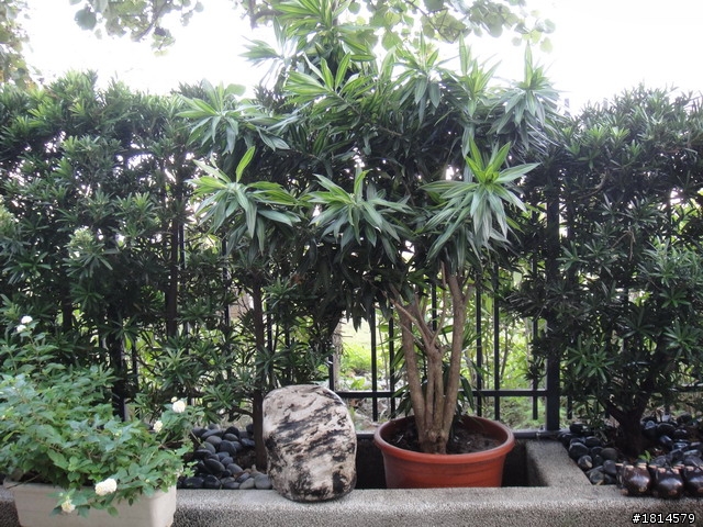 小小庭院‧大變身
