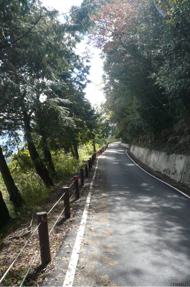 雪見攻略 雲海 雲瀑 樹林