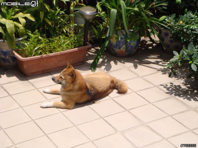 [送養] 活潑健康柴犬一隻，附贈所有飼養物品，台北 ~