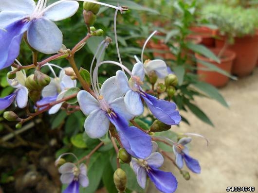 隨意種   .. 花園