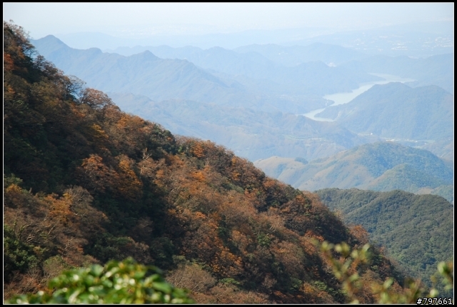 北插天山-多崖山-美麗的山毛櫸