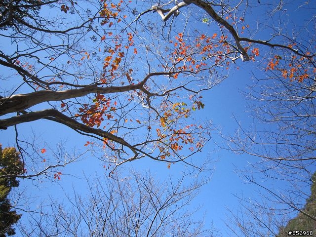 胖白  賞楓泡溫泉去