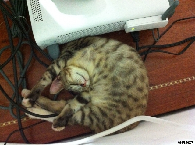 冬天來了，來發表寵物的取暖照～～～