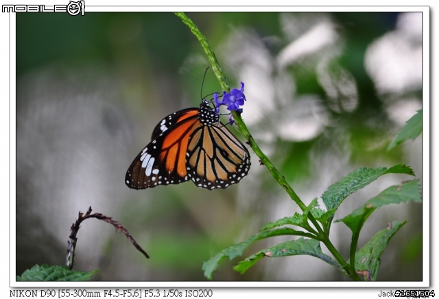 NIKON AF-S 55-300mm F/4.5-5.6G ED VR新手試拍照