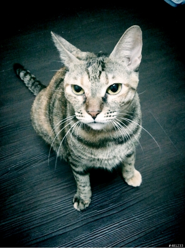 太屌了太屌了!有便祕貓的貓友一定要看