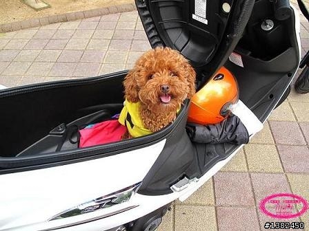 【不專業の開箱】Suzuki GSR 125 尊爵版 VS. 競速版