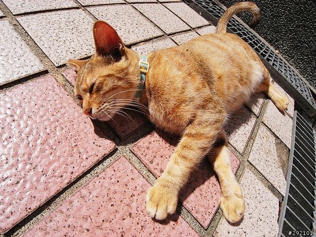 DC也辦的到~等距18mm超廣視野 Part II (GX100 + Nikon NH-WM75 )