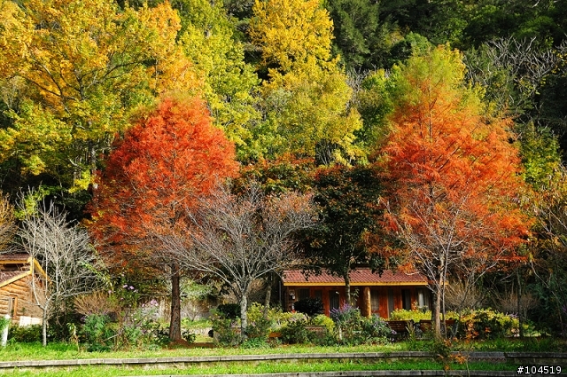 繽紛秋色 福壽山‧武陵農場
