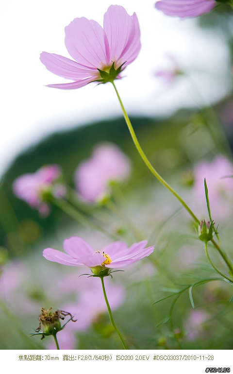 Alpha & Zeiss 臺北花博，圓山公園區