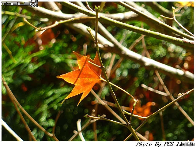[10/11/25]-台南-合歡山台8線108K楓之谷-[16hr來回-485KM]