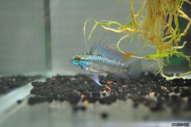 不知道01有沒有人養短雕齁!!