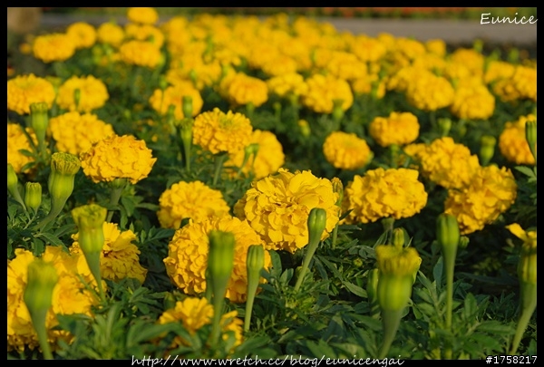[分享]台北花博。SAMSUNG NX100