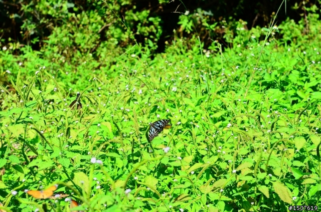 我的D7000 with 24-70 mm 香港溼地公園之旅