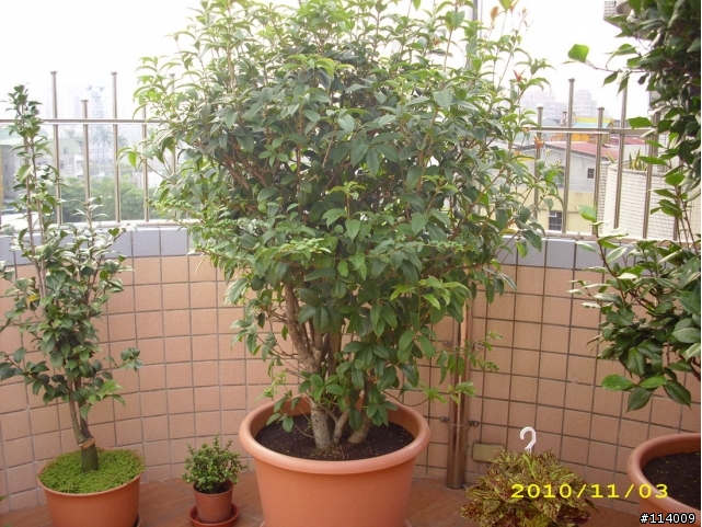 [問題]我家的桂花看起來好像是兩科不同的品種?