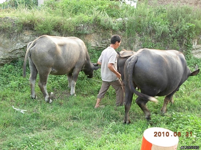 【2010神州之旅  】  北極村    TO   廈門