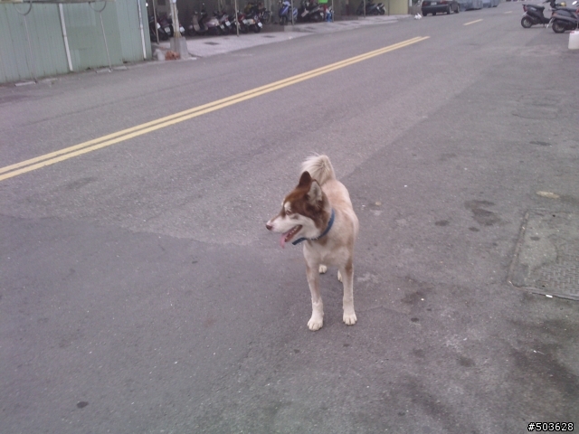 (拾獲)高雄小港餐旅學校後拾獲一隻棕色哈士奇(送養成功)