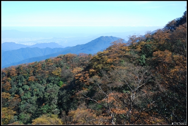 北插天山-多崖山-美麗的山毛櫸
