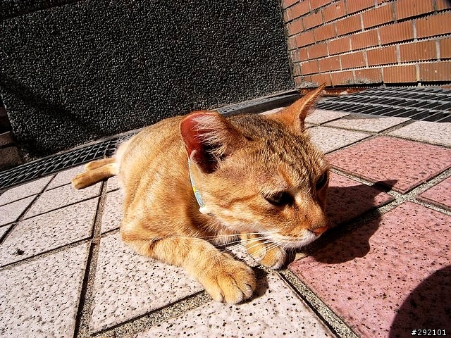 DC也辦的到~等距18mm超廣視野 Part II (GX100 + Nikon NH-WM75 )