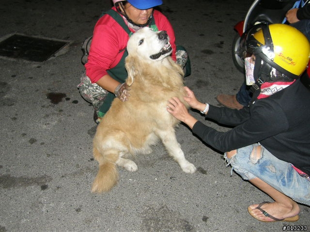 左營有一隻黃金獵犬在流浪(or被拋棄!!)