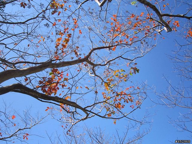 胖白  賞楓泡溫泉去