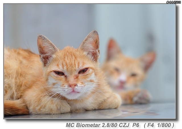 MC Biometar Carl Zeiss Jena 2.8/80 for P6 老鏡春天 Part 11