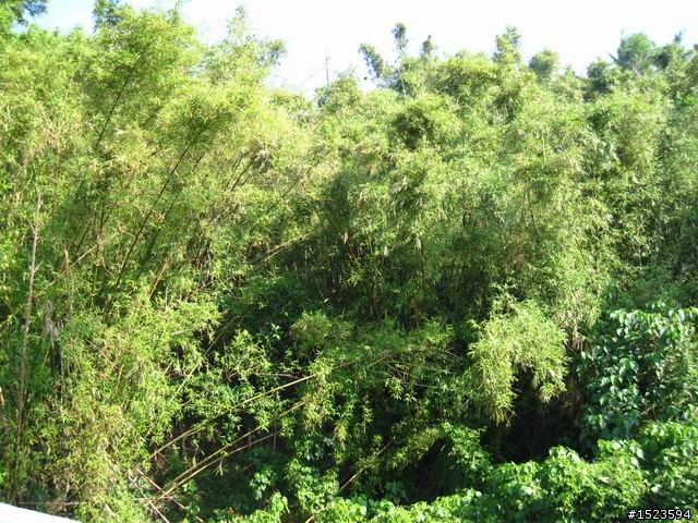 低海拔的綠森林 ~ 關廟林道