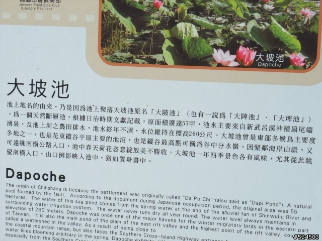 秋收。台23。泰源幽谷