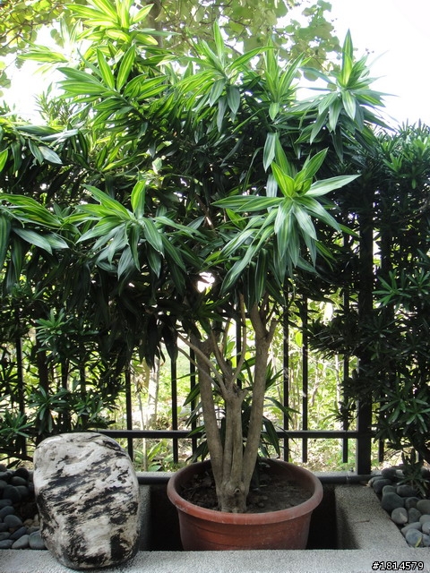 小小庭院‧大變身