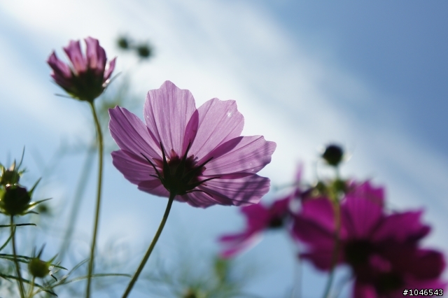 NEX 5 kit 18-55mm 打小花~
