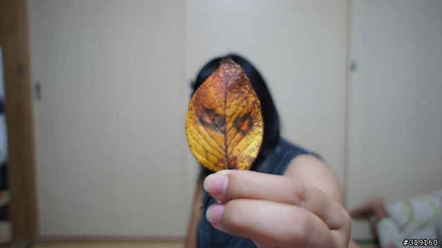 乘風而行～踩著颱風到日本！我的東京吃吃喝喝192小時