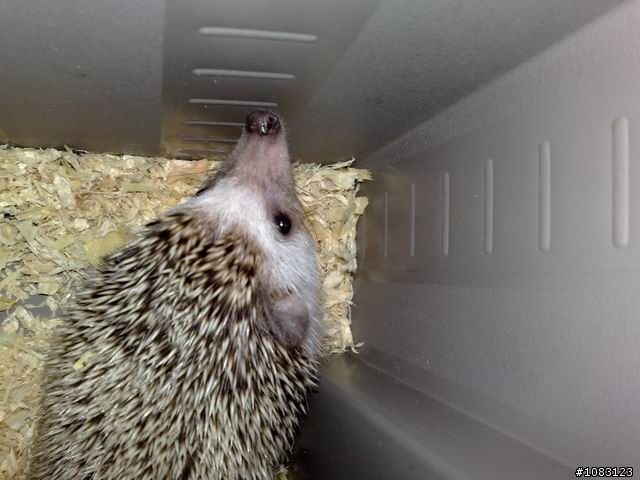 （桃園）想認養公刺蝟