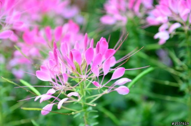 D7000 花系列