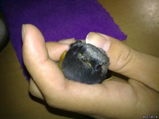 撿到鳥....