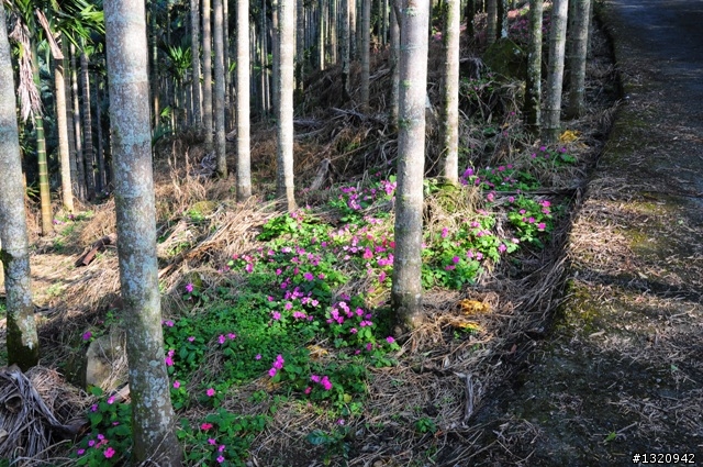 陪我減肥的D-90  雲林古坑  登山步道一遊[圖多]